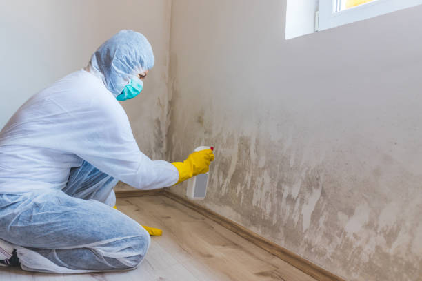 Licensed Mold Testing service in Canton, MA - WQB Mold Removal